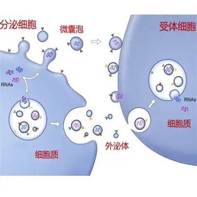 外泌体技术服务